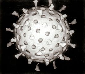 Rotavirus графика с wikipedia.org