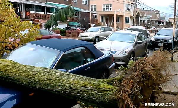 Brooklyn After Sandy BMW and TREE New York 2012