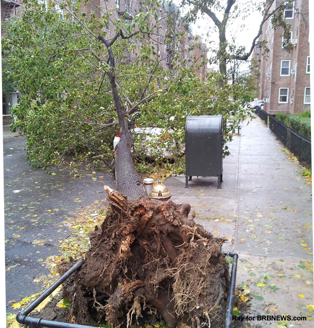 Sandy Storm New York Queens 2012 Вырванное с корнем дерево