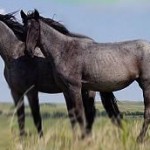 Horses New York Russian News