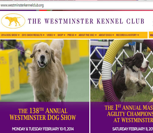the westminster kennel club russian new york news